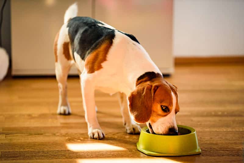 protéines pour chien