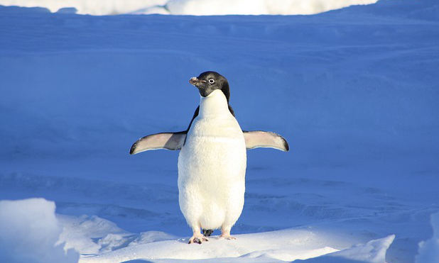 Pingouin Google