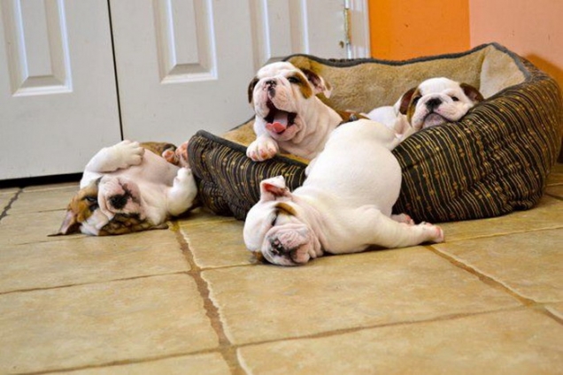 paniers pour chiens