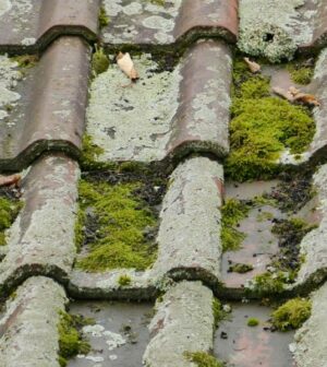 Que faire lorsque la mousse s’attaque à votre toiture en ardoises?