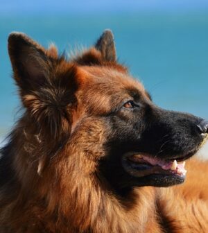 chien apaisé qui se ballade