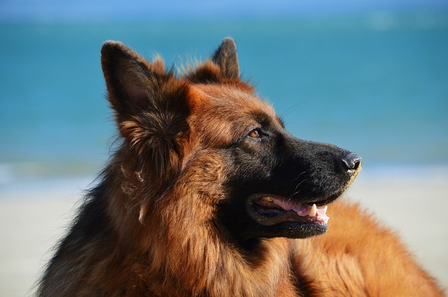 chien apaisé qui se ballade