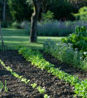 rangées dans un potager