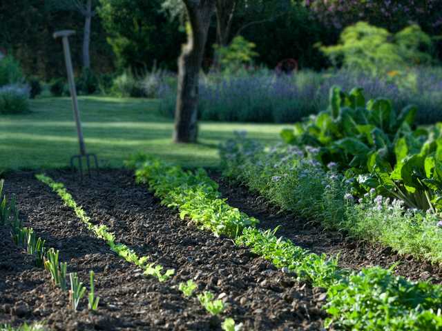 Comment débuter son jardin potager