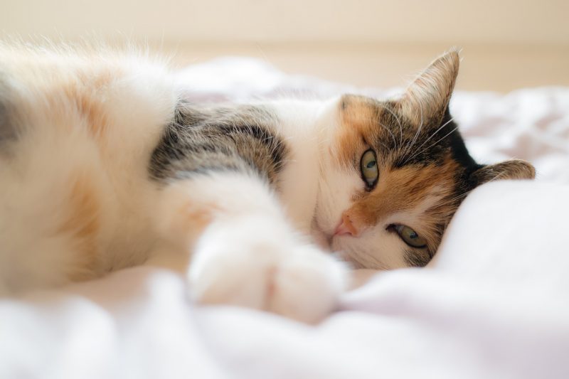 un chaton qui joue