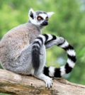 animaux photographies a madagascar
