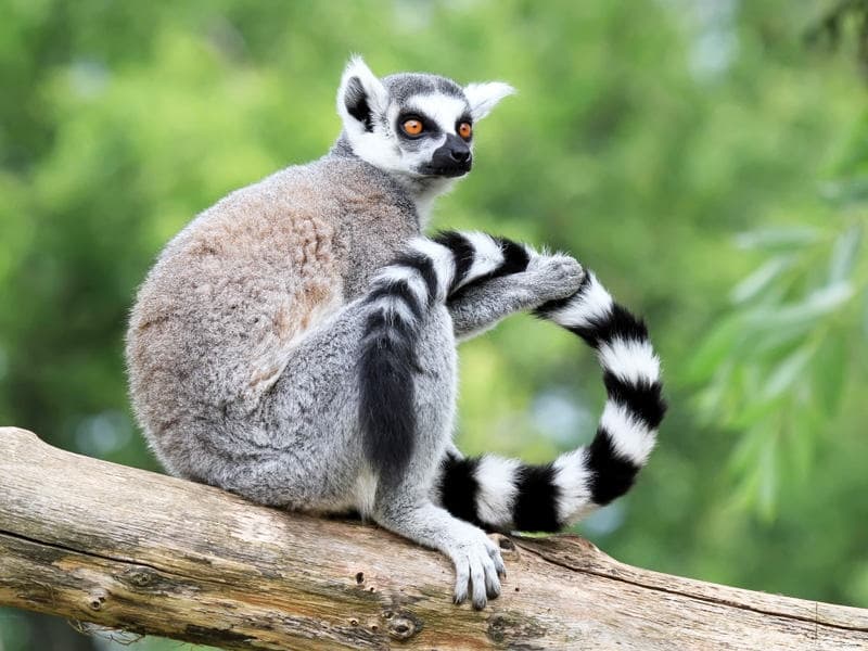 animaux photographies a madagascar