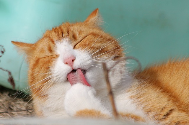chat se léchant la patte