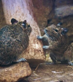 deux rats dans une habitation