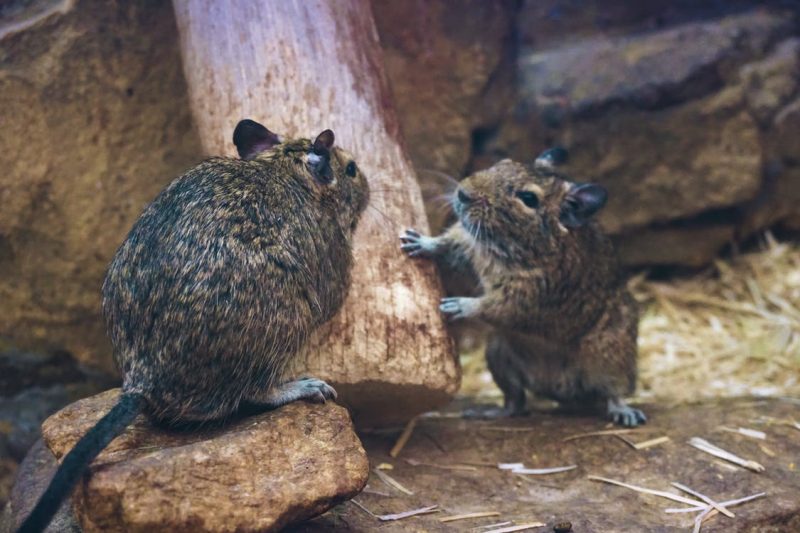 deux rats dans une habitation