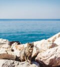 chat proche de la mer