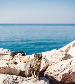 chat proche de la mer