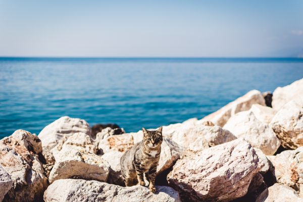 chat proche de la mer