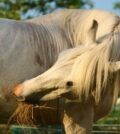 Soins pour chevaux