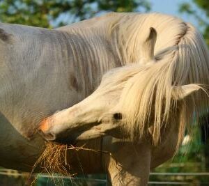 Soins pour chevaux