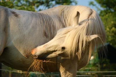Soins pour chevaux