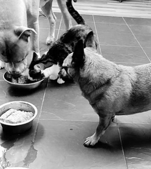 des chiens qui se nourrissent