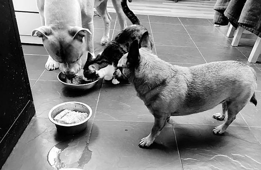 des chiens qui se nourrissent