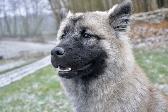 chien de garde