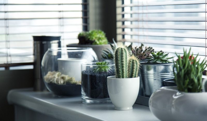 Devenez doué en jardinage grâce à ces 5 applications