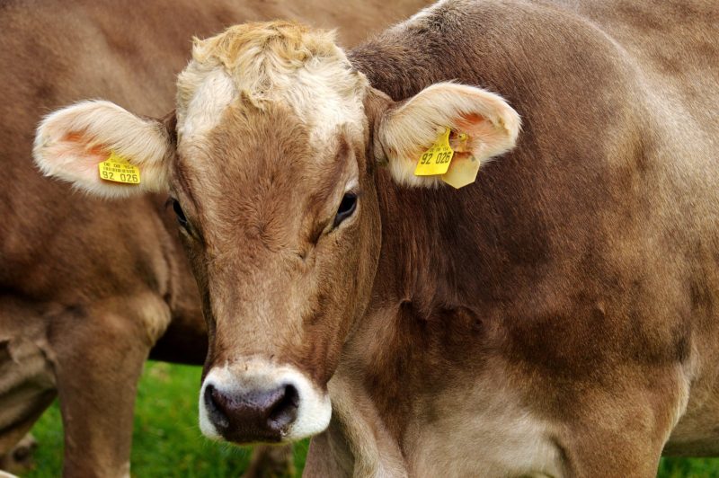 vache