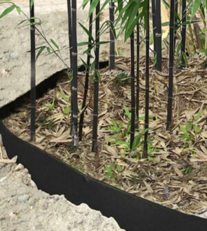 Installer une barri re anti rhizomes pour les bambous Installer une barri re anti rhizomes pour les bambous