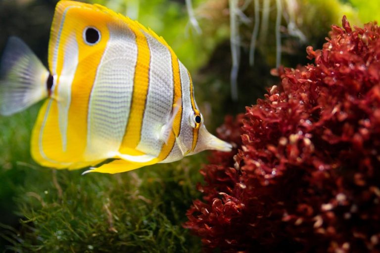 Quel filtre pour mon aquarium ?