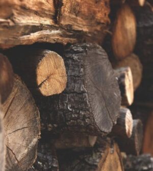Classement des meilleurs bois pour votre poêle à bois