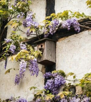 4 belles plantes grimpantes pour un mur fleuri