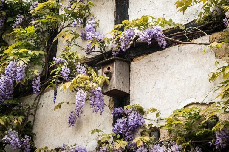4 belles plantes grimpantes pour un mur fleuri