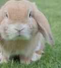 Ce qu’il faut savoir sur la vaccination du lapin