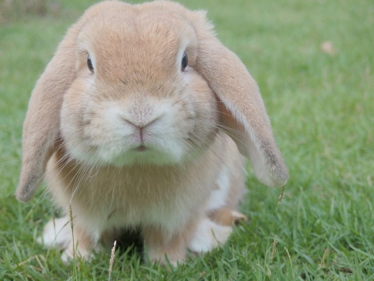 Ce qu’il faut savoir sur la vaccination du lapin