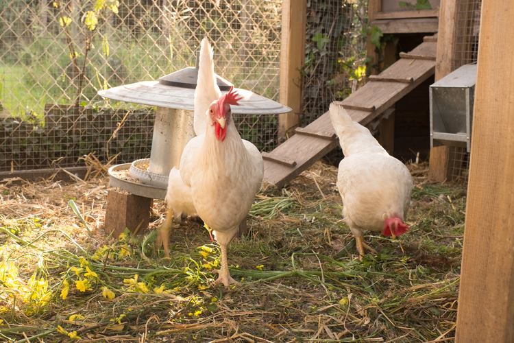 poules