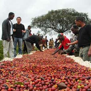 cafe robusta, arabica