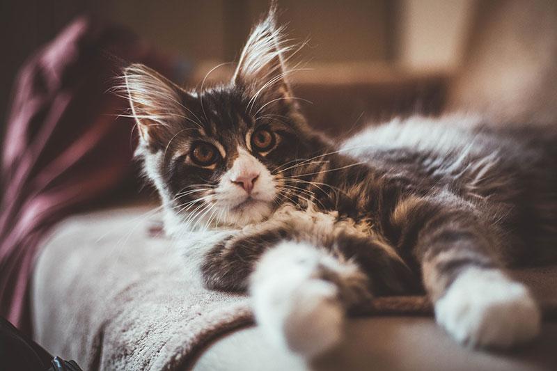 Couper les griffes de son chat