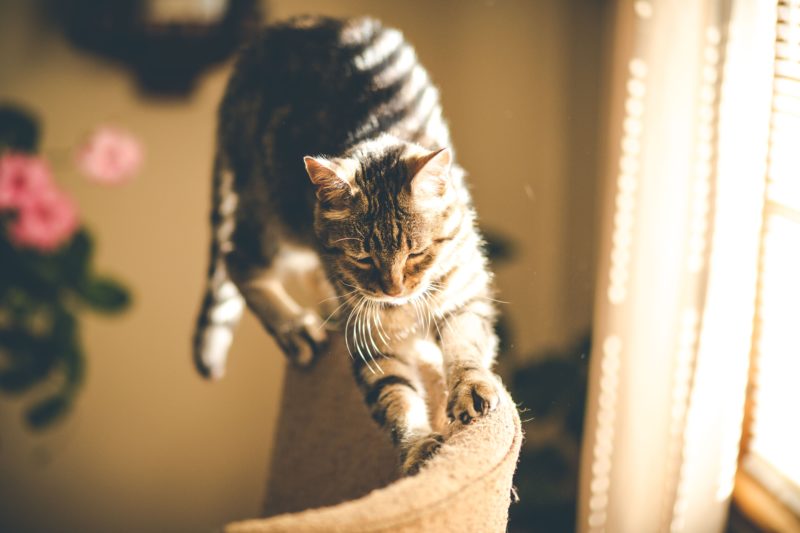 couper les griffes de son chat d’appartement