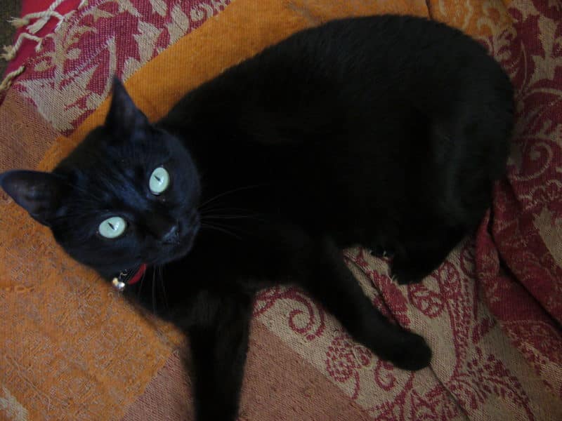 chat et gardiose