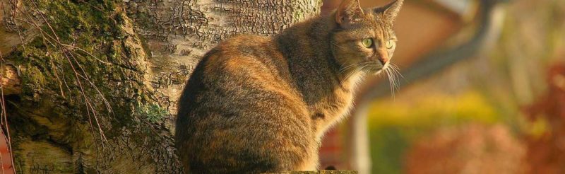 émission télé animaux