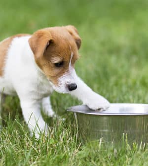 aliments pour chien