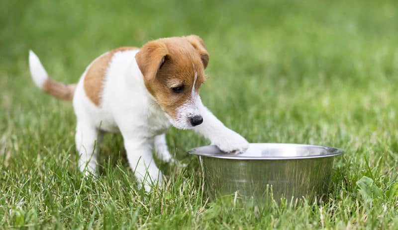 aliments pour chien