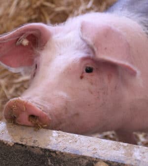 Quel matériel choisir pour l’abreuvement de porc ?