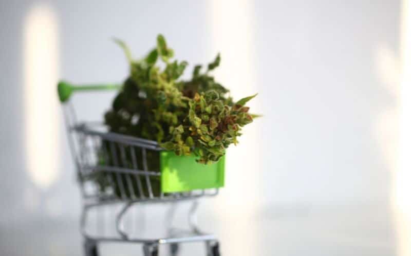 juridique et cbd