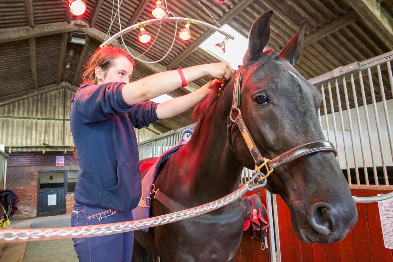 Solarium chevaux