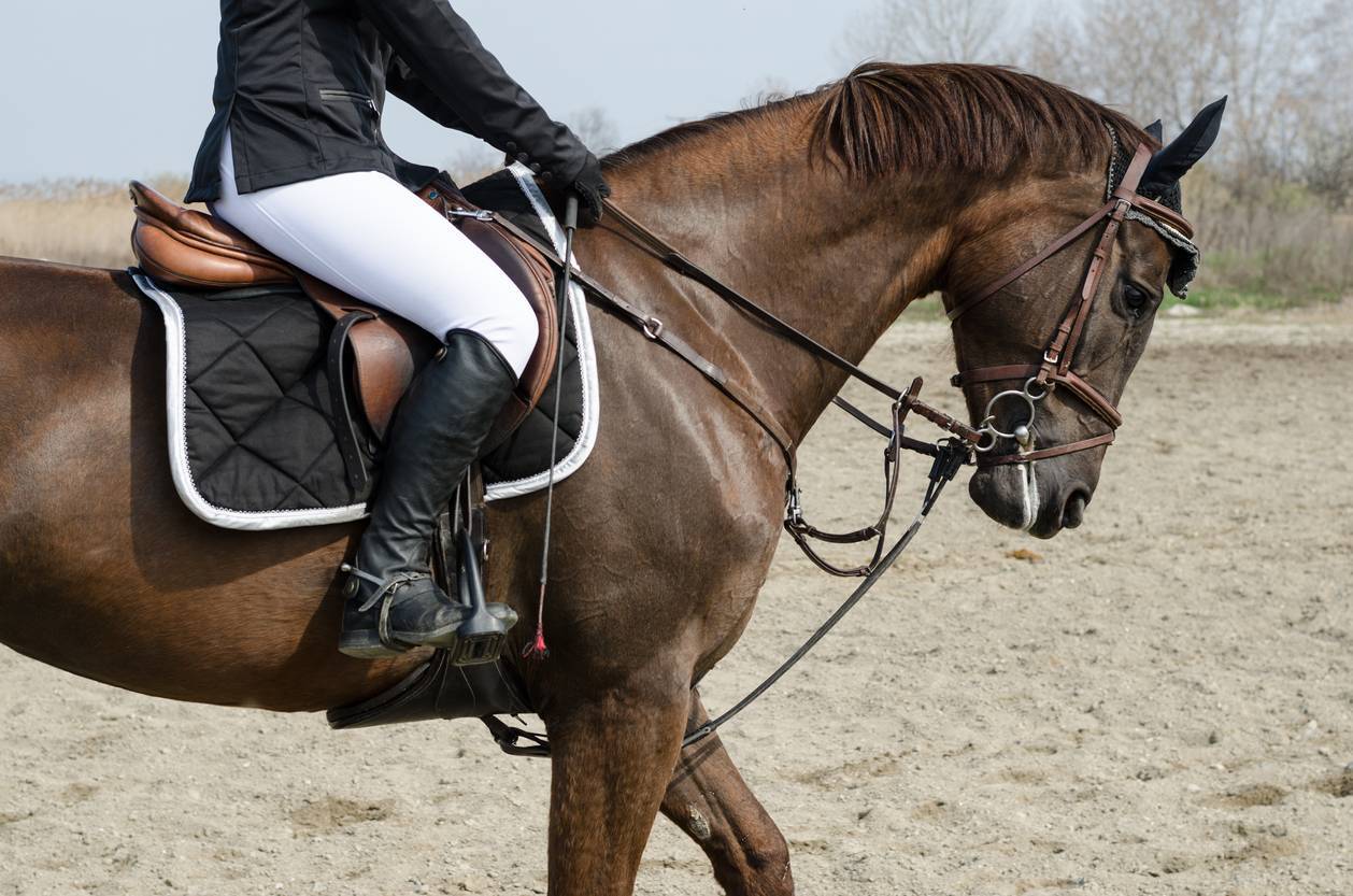 tissu velvet, tapis de selle, équitation