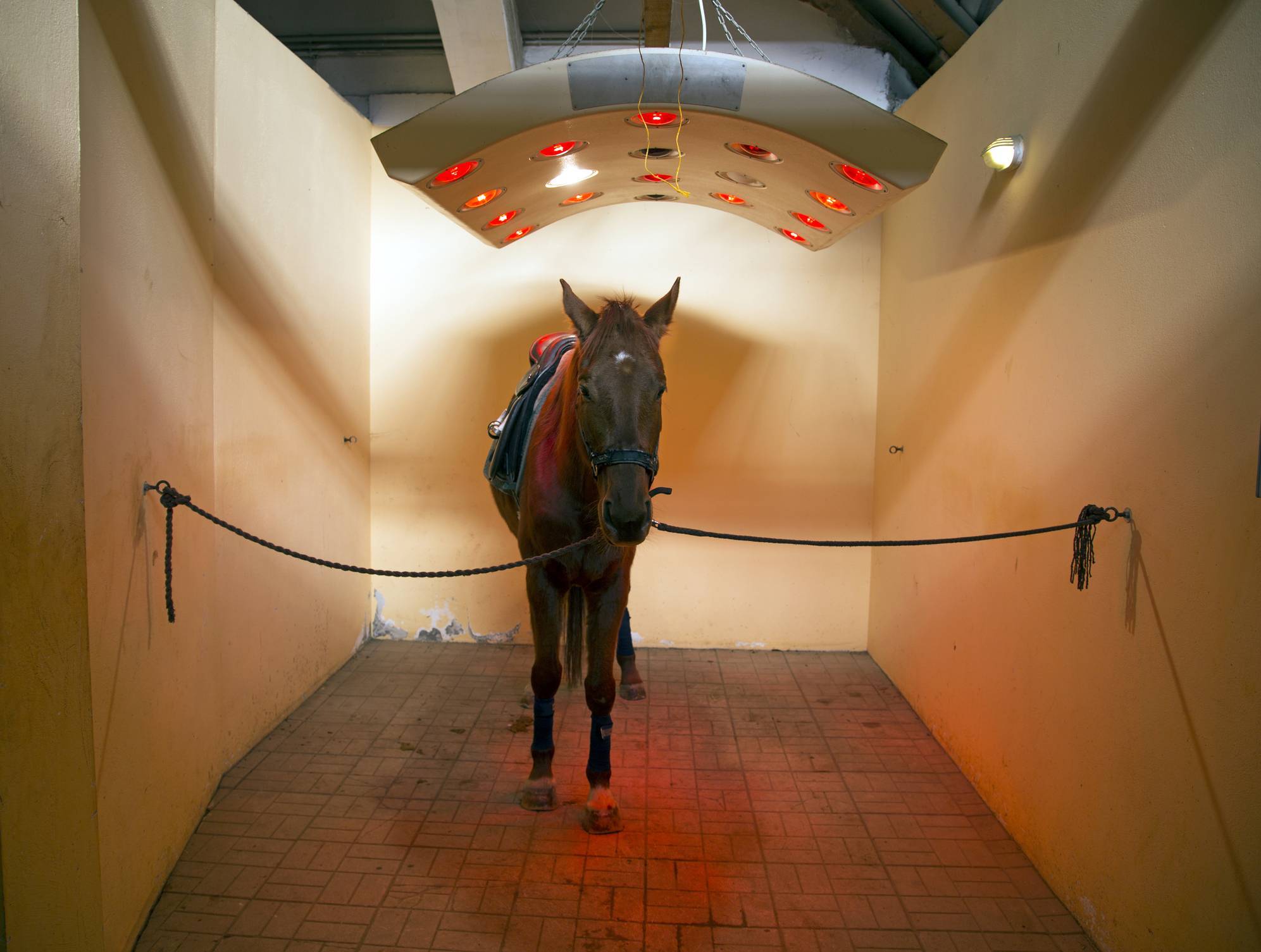 Solarium pour cheval