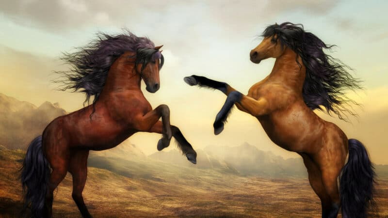 Attention à l'alimentation des chevaux