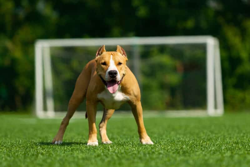 assurance chien
