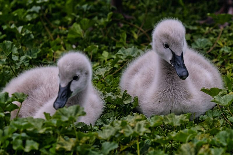 bébé cygne