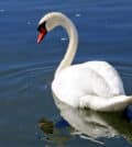 cygne