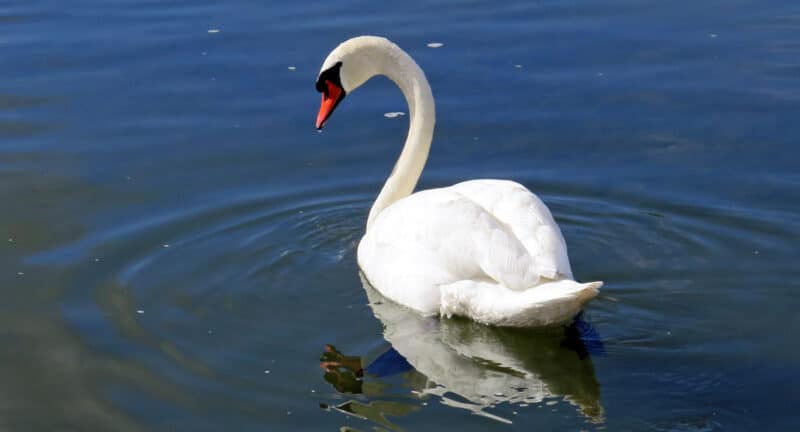 cygne